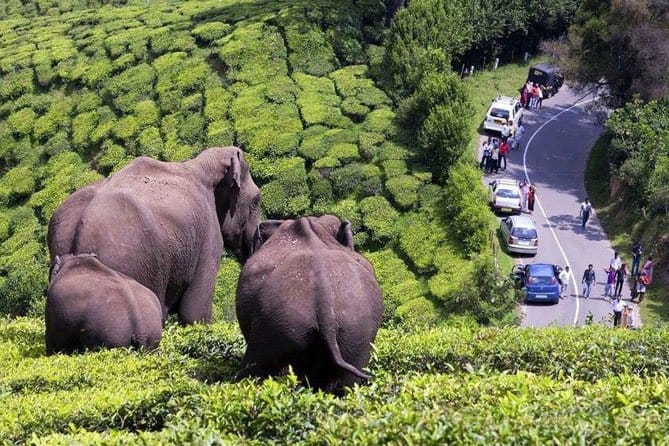 Elephants in Munnar tea gardens